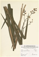 藏品(觀音蘭)的圖片